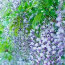 5 Lavendar Wisteria Seeds Vine Climbing Flower Perennial Seeds 575 USA Seller