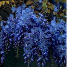 5 Dark Blue Chinese Wisteria Seeds Vine Climbing Flower Perennial 571 USA Seller