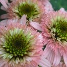 50 Dbl Pink Green Coneflower Seeds Echinacea Perennial Seeds 1073 USA Seller