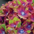 5 Pistachio Hydrangea Seeds Perennial Garden Hardy Shrub Bush Flower Seeds 835 USA Seller