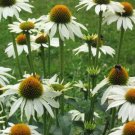 50 Baby White Coneflower Seeds Echinacea Perennial Seeds 621 USA Seller
