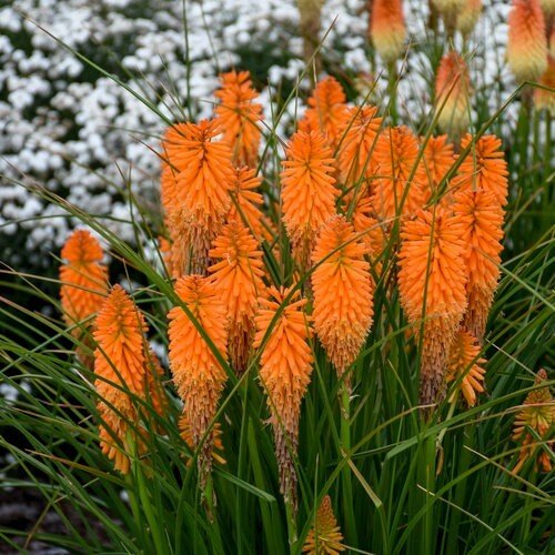 25 Orange Blazer Torch Lily Hot Poker Flower Seeds Perennial Seeds 851 USA Seller