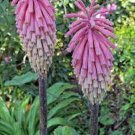 25 Pink South African Torch Lily Flower Seeds Perennial Seeds 862 USA Seller 25 Pink South African Torch Lily Flower Seeds Perennial Seeds 862 USA Seller