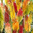 25 Torch Lily Mix Hot Poker Flower Seeds Perennial Seeds 841 USA Seller