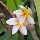 5 White Pink Yellow Plumeria Seeds Plants Flower Perennial Seeds 523 USA Seller