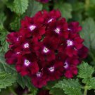 50 Magenta Verbena Seeds Flower Seeds Spring Perennial Flowering Blooms 253 USA Seller