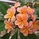 5 Light Pink Orange Plumeria Seeds Plants Flower Perennial Seeds 507 USA Seller 5 Light Pink Orange Plumeria Seeds Plants Flower Perennial Seeds 507 USA Seller