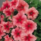 50 Bi Color Pink Petunia Seeds Flower Perennial Annual Seeds 289 USA Seller