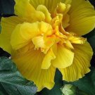 20 Double Yellow Hibiscus Seeds Seeds Perennial Flower Garden Exotic 371 USA Seller