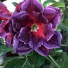 4 Fushia Magenta Desert Rose Seeds Adenium Obesum Flower Exotic Garden Seeds 59 USA Seller