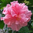 20 Double Pink Hibiscus Seeds Perennial Hardy Flower Garden Exotic Seeds 369 USA Seller