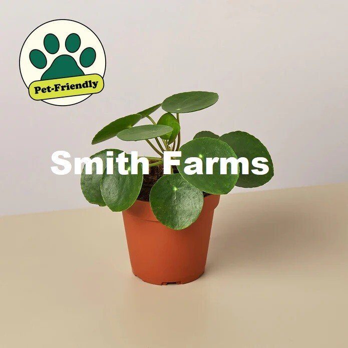 15 Seeds Pilea Peperomioides Plant Chinese Money Flowers Garden Fast Grow