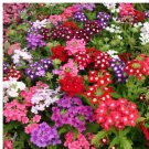 200 Verbena Compacta Mix Dwarf Groundcover Tender Perennial Bees Non-Gmo Seeds Rare Seeds