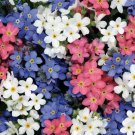 500 Forget Me Nots Mixed Colors Perennial Early Blooms Pollinators Non-Gmo Seeds Rare Seeds