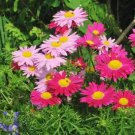 100 Painted Daisy Robinsons Giant Mix Perennial Huge Cut Flowers Non-Gmo Seeds Rare Seeds