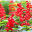 500 Sage Red Scarlet Salvia Annual, Perennial Hummingbird Flowers Non-Gmo Seeds Rare Seeds