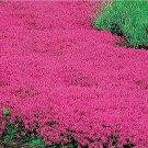 300 Creeping Thyme Red Groundcover Perennial Low Herb FragrantNon-Gmo 300 Seeds Rare Seeds