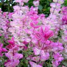 200 Clary Sage Pink Sundae Salvia Birds Butterflies Pollinators Non-Gmo Seeds Rare Seeds
