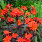 100 Arkwright'S Campion - Vesuvius Perennial Non-Gmo Hummingbirds Non-Gmo Seeds Rare Seeds