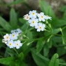 500 Forget Me Nots White Perennial Moon Garden Ground Cover Border Non-Gmo Seeds Rare Seeds