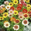 201 Chrysanthemum Painted Daisy Mix Seeds White Purple Red Yellow Patio USA Seller 201 Chrysanthemum Painted Daisy Mix Seeds White Purple Red Yellow Patio USA Seller
