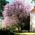 Hawaiian Orchid Tree Bauhinia Purpurea 10 Seeds USA Seller Hawaiian Orchid Tree Bauhinia Purpurea 10 Seeds USA Seller