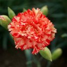 100 Chabaud Carnation Seeds Dianthus Flowers Seed Flower Perennial USA Seller