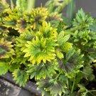 100 Seeds Garden Flower Green Yellow Coleus Seeds Coleus Blumei Heirloom Seeds