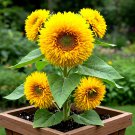 100 Dwarf Teddy Bear Sunflower Seeds Spring Mix Heirloom Non-Gmo  Garden Seeds
