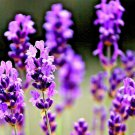 800 Lavender Vera Seeds Perennial Spring Mosquito Pest Repellent  Garden Seeds