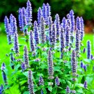 400 Korean Mint Seeds Spring Perennial Mosquito Insect Repellent  Garden Seeds