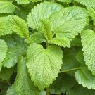 1500 Lemon Balm Citronella Perennial Seeds Mosquito Insect Repellent Non-Gmo Garden Seeds