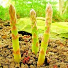 250 Asparagus Seeds Perennial Spring Garden Heirloom Non-Gmo  Garden Seeds