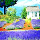1200 English Lavender Seeds Spring Perennial Herb Mosquito Insect Repellent Garden Seeds