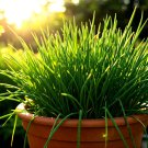 1000 Chives Seeds Green Onion Perennial Non-Gmo Mosquito Repellent  Garden Seeds