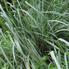 400 Lemongrass Seeds Lemon Grass Mosquito Insect Repellent Fresh Non-Gmo Garden Seeds