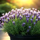 800 Lavender Seeds Spring Perennial Mosquito Bug Repelling Non-Gmo  Garden Seeds