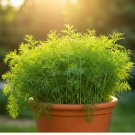 800 Dill Seeds Spring Insect Repellent Herb Garden Spice Non-Gmo  Garden Seeds