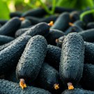 100 Squash Zucchini Seeds Black Beauty Spring Heirloom Non-Gmo  Garden Seeds
