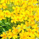 20 Mexican Mint Mosquito Insect Repellent Seeds Marigold Herb Non-Gmo Garden Seeds