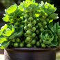 100 Brussels Sprouts Seeds Spring Garden Heirloom Vegetable Non-Gmo Garden Seeds