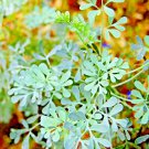 300 Rue Seeds Insect Pest Repellent Spring Heirloom Herbs Flea Garden Seeds