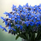200 Blue Borage Seeds Spring Herb Garden Pest Repellent Flower  Garden Seeds