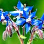 200 Blue Borage Seeds Spring Herb Garden Pest Repellent Flower Garden Seeds