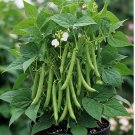 40 Blue Lake Bush Green Bean Seeds Heirloom Non-Gmo Garden  Garden Seeds