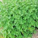 3000 Wormwood Absinthe Seeds Spring Perennial Mosquito Deer Repellent Garden Seeds