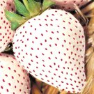 200 White Wonder Strawberry Seeds Spring Perennial Heirloom Non-Gmo Fruit Garden Seeds