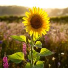 50 Rare Taiyo Sunflower Seeds Tall Flowers Heirloom Non-Gmo Garden Seeds