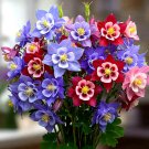 400 Columbine Mckana Giants Seeds Perennial Spring Mix Flower Bees  Garden Seeds