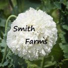 200 Seeds White Cloud Poppy Flowers US Fast Shipping